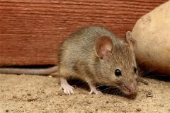 为什么每次地震老鼠最先知道 老鼠为什么可以先预知地震