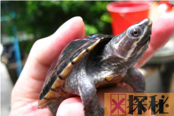 世界上体型最小的龟 迷你麝香龟有什么特征