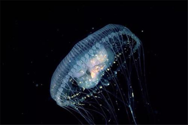 世界上寿命最长的动物 灯塔水母为什么寿命这么长