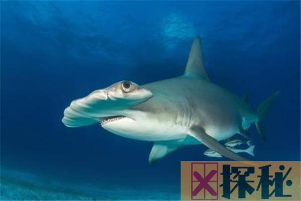 世界上最小十种鲨鱼 硬背侏儒鲨是整个鲨鱼中最小的