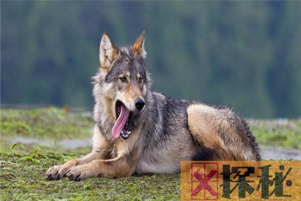 世界上体型最大的狼 不列颠哥伦比亚狼生活在哪里