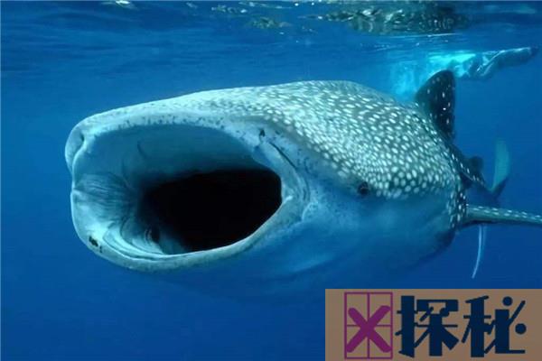 世界上体型最大的鲨鱼是什么 它会主动攻击人类吗