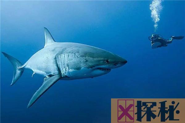 世界上三大可怕的鲨鱼 大白鲨是最恐怖的鲨鱼