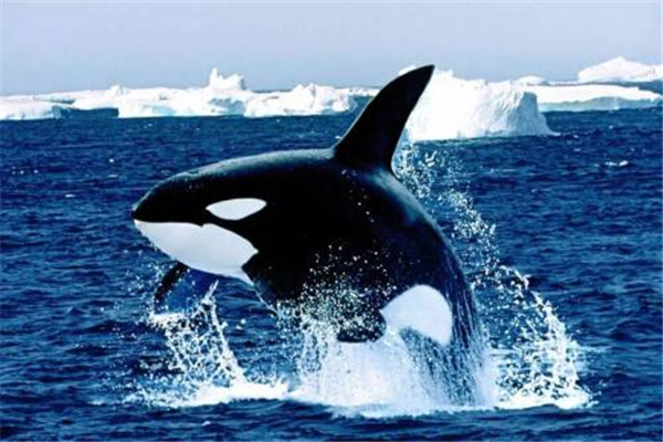 虎鲸故意搁浅亲近人怎么回事 虎鲸是怎么游到岸上的