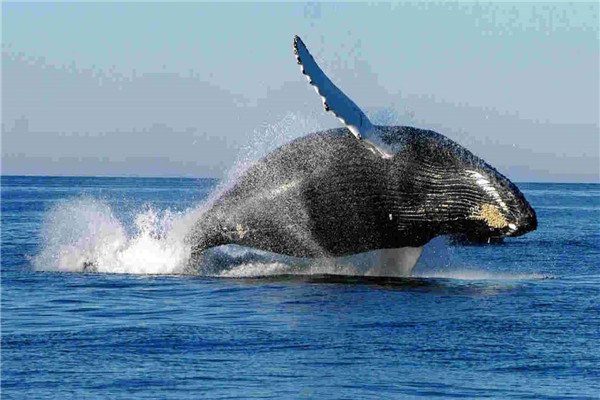鲸鱼一口气可以憋多久 鲸鱼睡觉时会不会淹死