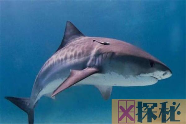 世界上什么鲨鱼最可爱 铰口鲨弗洛伦斯拥有最呆萌的外表