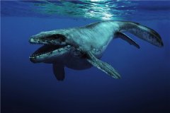 鲸鱼一口气可以憋多久 鲸鱼睡觉时会不会淹死