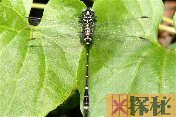 十大濒临灭绝昆虫有哪些 宽纹北箭蜓是蜻蜓的一种