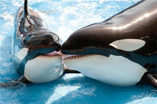 虎鲸的咬合力达到几吨 虎鲸为什么咬合力如此惊人