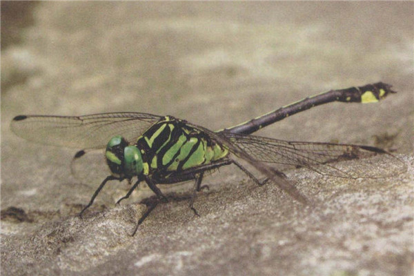 十大濒临灭绝昆虫有哪些 宽纹北箭蜓是蜻蜓的一种