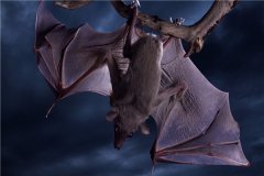 十大带病毒野生动物 蝙蝠是很可怕的动物病毒很多