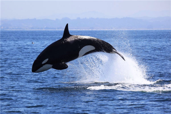 虎鲸为什么怕座头鲸 虎鲸怕座头鲸原因是什么