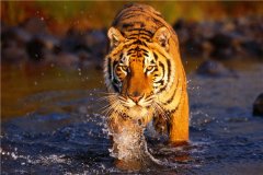 老虎是怎么进化来的 老虎的进化经历了哪些