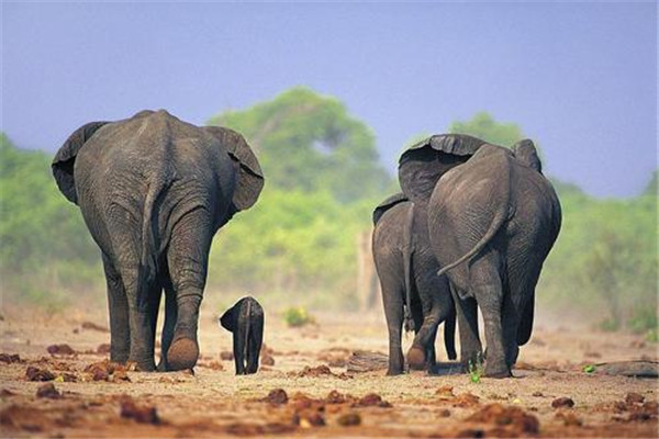 大象是猛犸象进化的吗 猛犸象与大象有哪些关系
