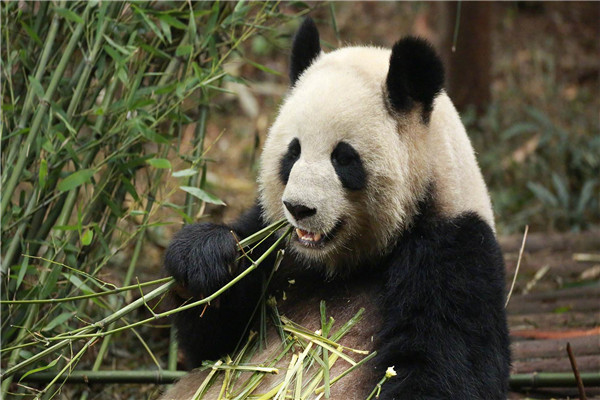 食铁兽是哪种动物 大熊猫为什么会被称为食铁兽