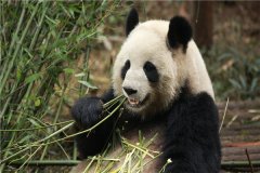 食铁兽是哪种动物 大熊猫为什么会被称为食铁兽