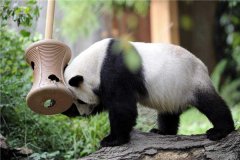 大熊猫和恐龙是一个时代的吗 大熊猫的先祖是什么样子