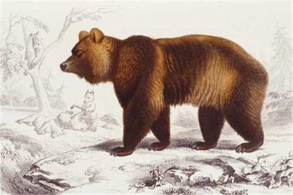 最大的短面熊有多大 身长达5米最重一千七百公斤