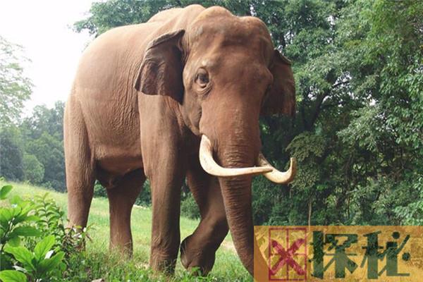 最大的亚洲象有多大 长达7米重6吨（最大陆生生物）