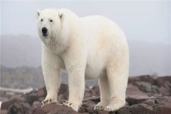 最大的北极熊有多重 最重达803千克相当惊人