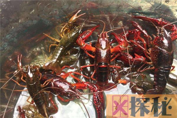 在中国丢脸的侵略物种 小龙虾为什么入侵中国失败
