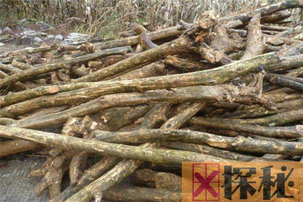 中国最硬的木头排名前五名 檀香木上榜第二用途广泛
