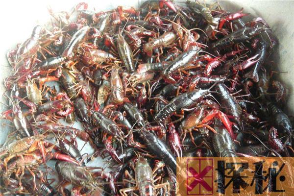在中国丢脸的侵略物种 小龙虾为什么入侵中国失败