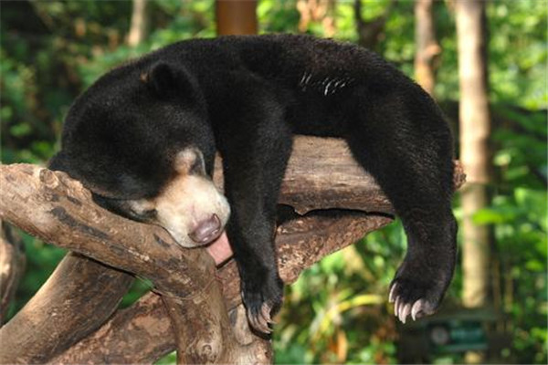 体型最小的熊类是什么 这种熊长什么样主要生活在哪里