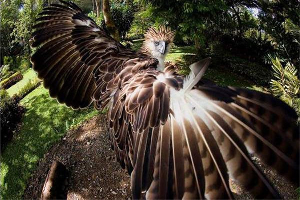 现存最大的老鹰是什么 这种老鹰是什么鹰个头有多大