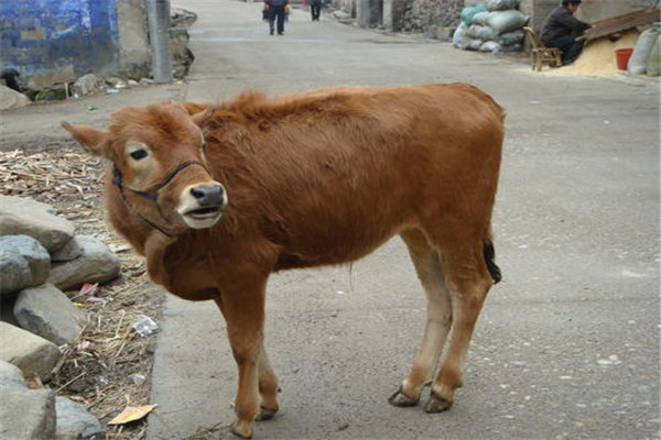 我国体型最小的牛是什么牛 这种牛到底有多小（和狗类似）