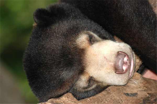 体型最小的熊类是什么 这种熊长什么样主要生活在哪里