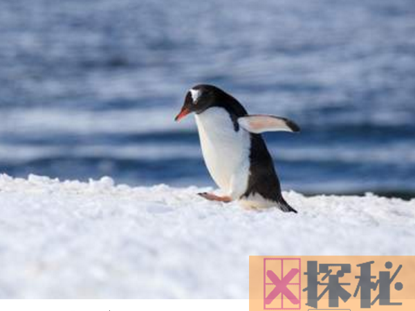 世界最耐寒的动物排行，企鹅垫底(第一名你绝对想不到)