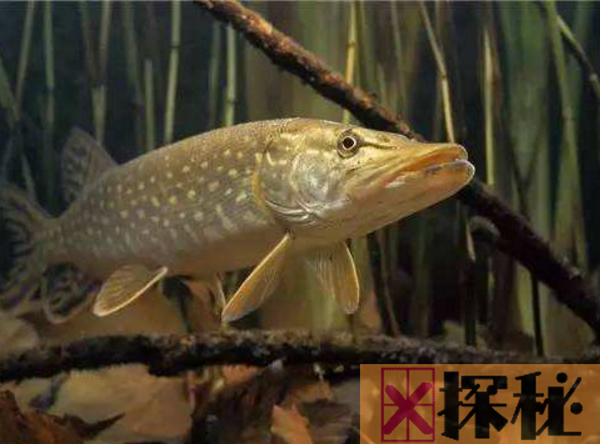 世界上最长寿的鱼，凶狠残暴的狗鱼(寿命超200岁以上)