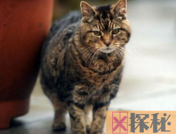 世界上活的最久的猫，露西(已经活了30多年)
