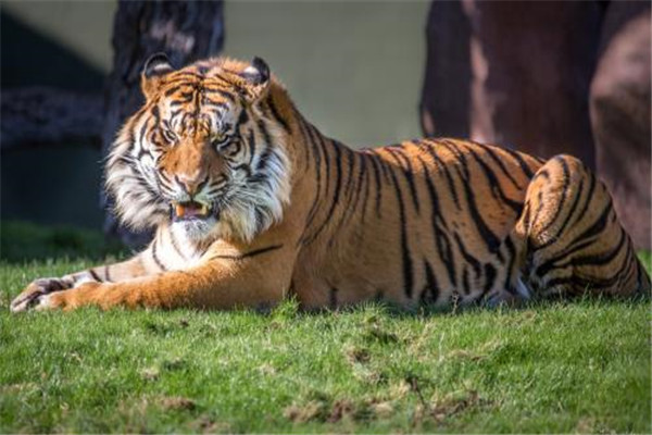 现存世界上最小的老虎 小的让人不敢想象的苏门答腊虎