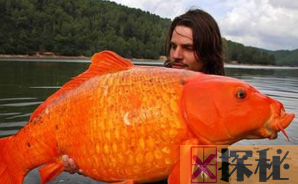 世界上最大的金鱼 重三十斤(号称金鱼王)