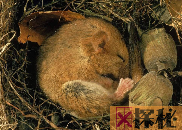 世界上冬眠时间最长的动物 睡鼠(时时刻刻都在睡觉)