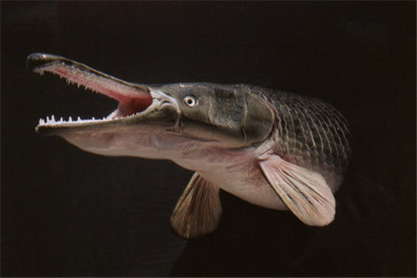 鱼到人类进化图 人类可以是从鱼进化而来的吗