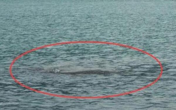 巨型哲罗鲑是不是真的，真实存在的新疆鱼（15米是谣传）