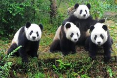 熊猫咬合力排名情况如何 熊猫的咬合力有多大