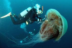 探索极地世界之北极霞水母，触手可达40余米/能发射毒素