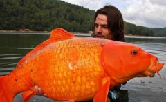 世界上最大的金鱼 重三十斤(号称金鱼王)