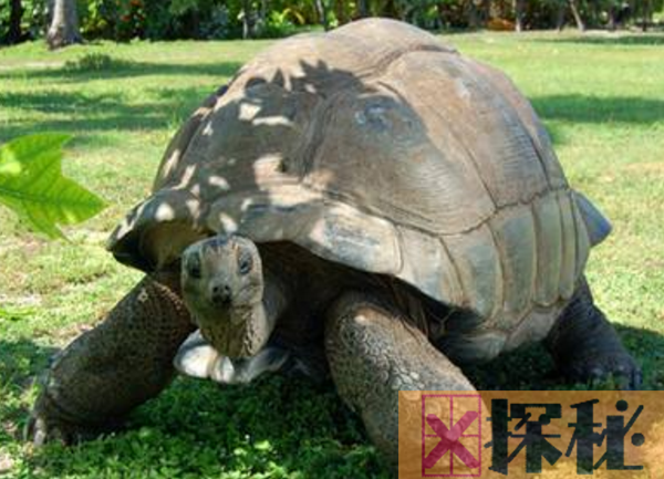 世界上最大的陆生乌龟 重量达375千克(能背两人正常行走)