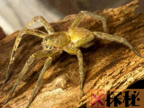 世界上最大的蜘蛛排名 食鸟蛛最大甚至可以吃鸟(30.48cm)