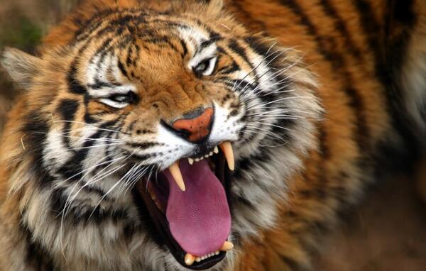 世界上体重最大的肉食性猫科动物，东北虎（重达350千克）