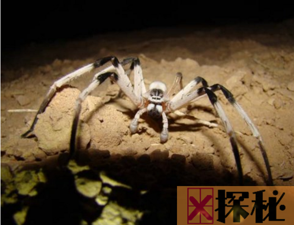 世界上最大的蜘蛛排名 食鸟蛛最大甚至可以吃鸟(30.48cm)