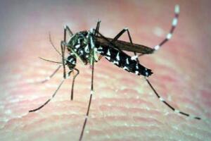 蚊子的危害，使人瘙痒难耐、扰人清梦、传播疾病