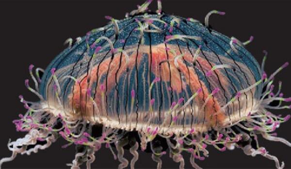 世界最奇怪的海洋生物，花帽水母（随食物大小调整身形）