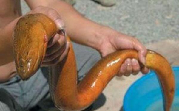 世界最大的黄鳝，长1.5米重36斤（2013年在湖州被捉）