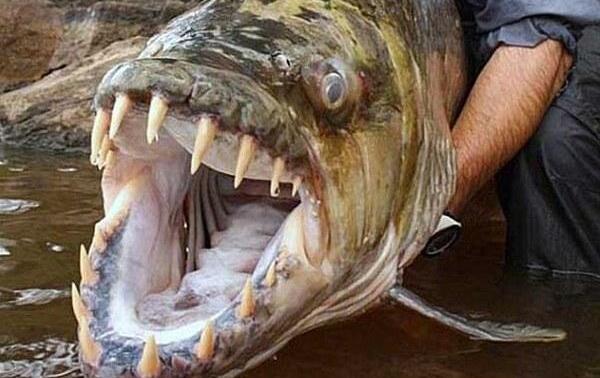 世界上最凶猛的淡水鱼，巨型水虎鱼（体长1.8米会吃人）